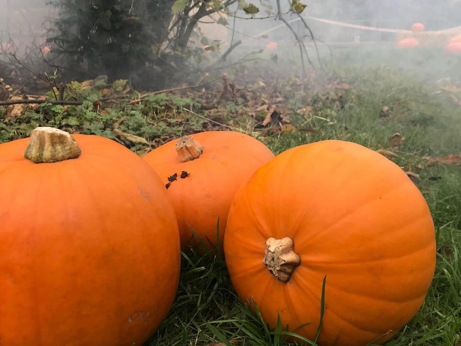 Three pumpkins in a field Three pumpkins in a field